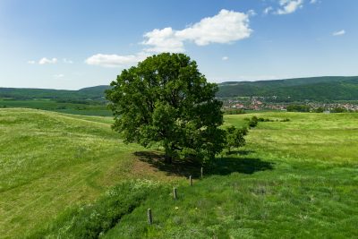 09 dub letny druzstevna pri hornade