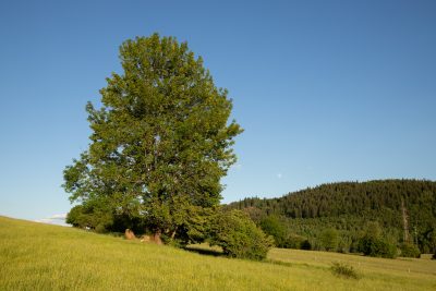 02 jasen stihly lopej