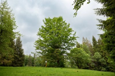04 buk lesny zajackova luka