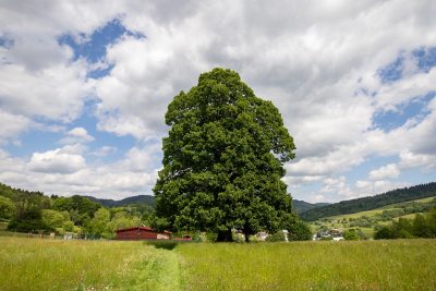 10 lipa srdcovita oscadnica