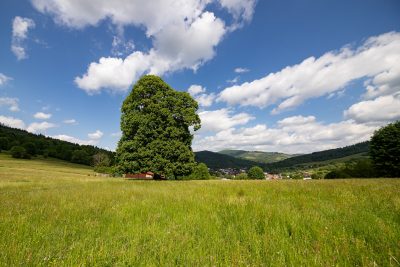 10 lipa srdcovita oscadnica