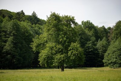 06 hruska obycajna casta