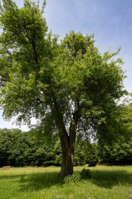 06 hruska obycajna casta