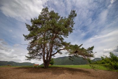 07 borovica lesna liptovska sielnica