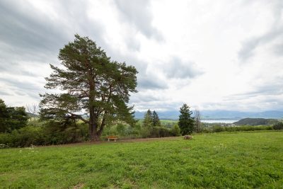 07 borovica lesna liptovska sielnica